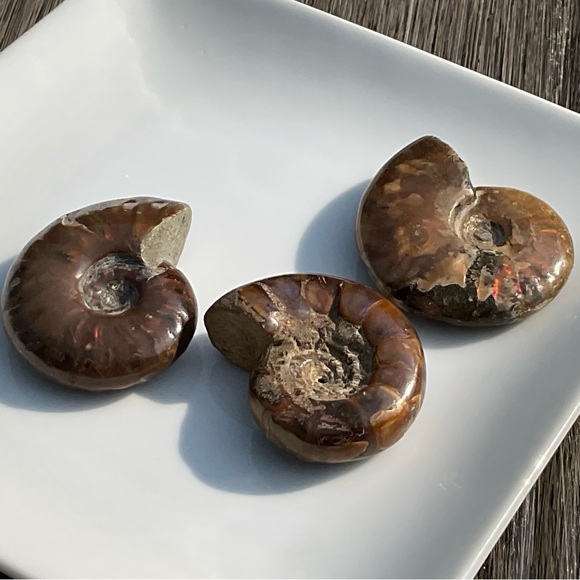 Ammonite (Rams Head) - Picture 3 of 12